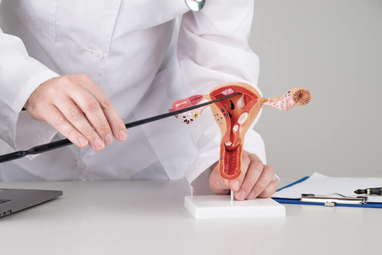 Médecin expliquant l’anatomie utérine à l’aide d’un modèle 3D lors d’une consultation gynécologique, dans le cadre d’une préparation à une hystéroscopie en AMP.